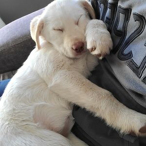 Meet your Posher, Tanner